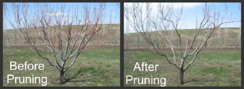 When should apple trees be pruned