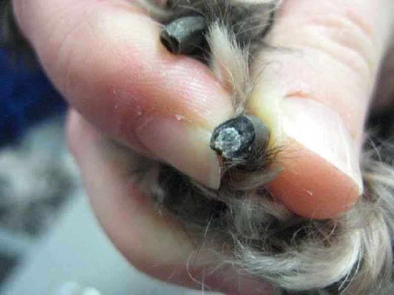 When should I stop cutting my dog's black nails