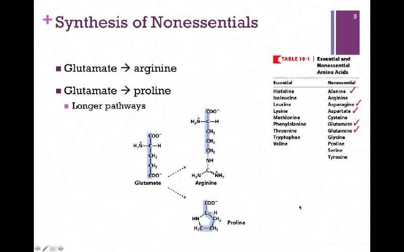 Where are nonessential amino acids made