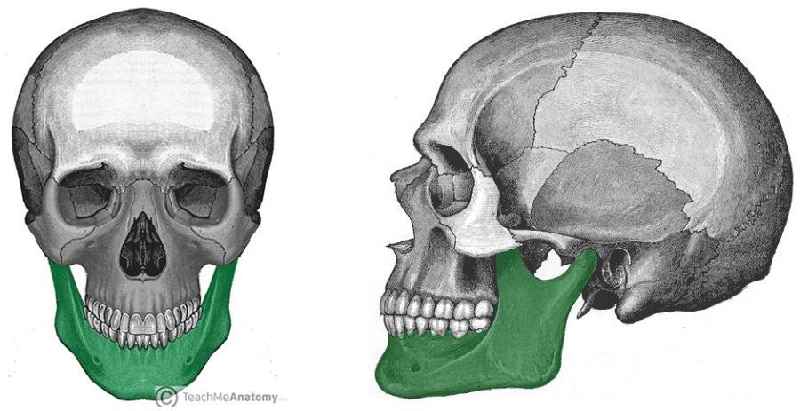 Where are the 14 facial bones located