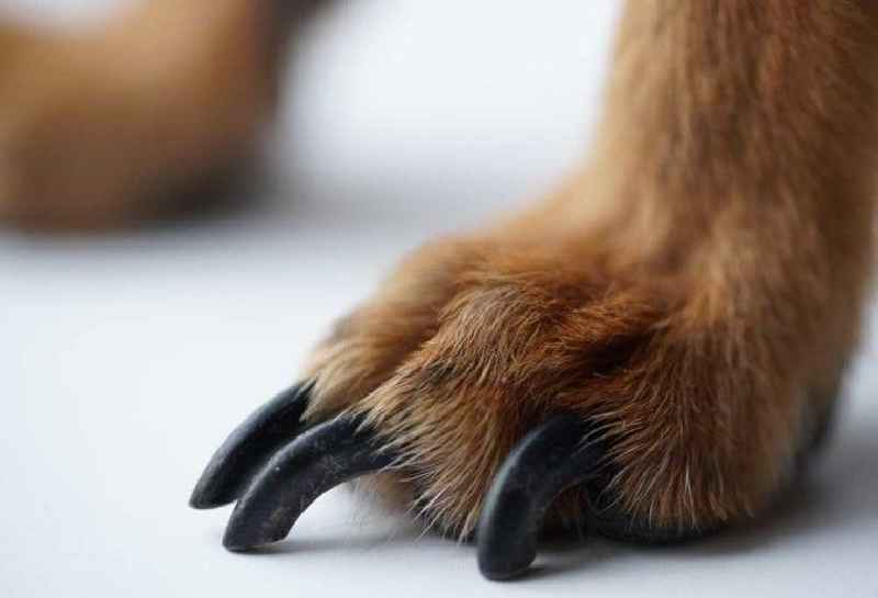 Where do you cut a dog's black nails