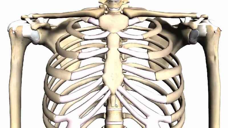 Which bones make up the axial skeleton