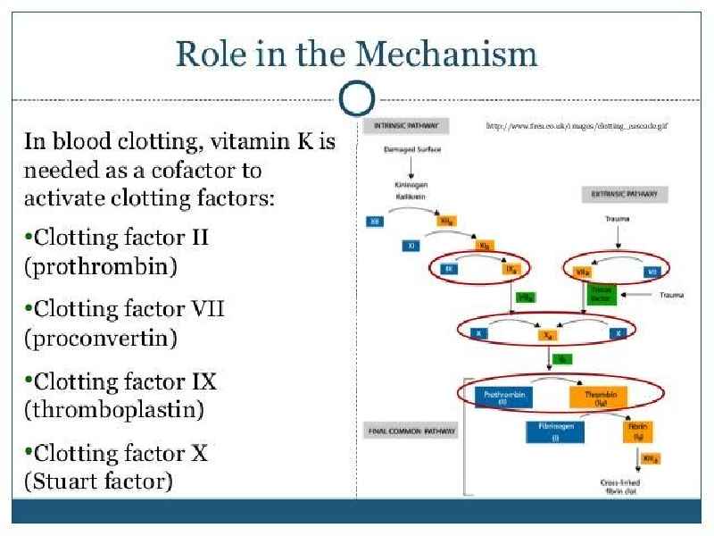 Which coagulation factors are vitamin K dependent