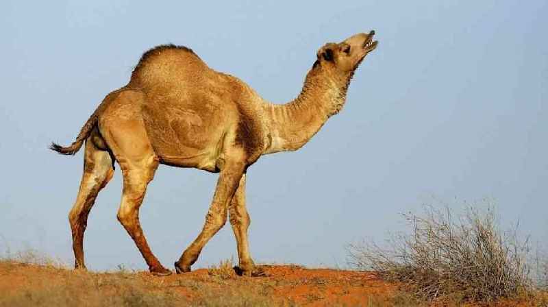 Which countries have wild camels