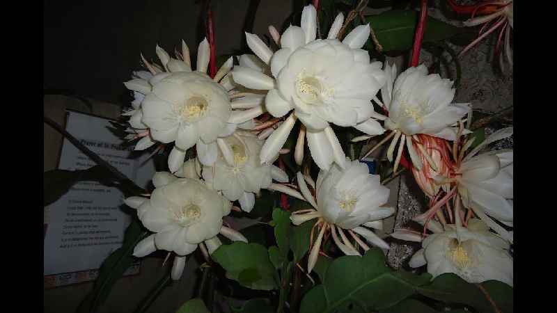 Which flower is known as queen of fragrance