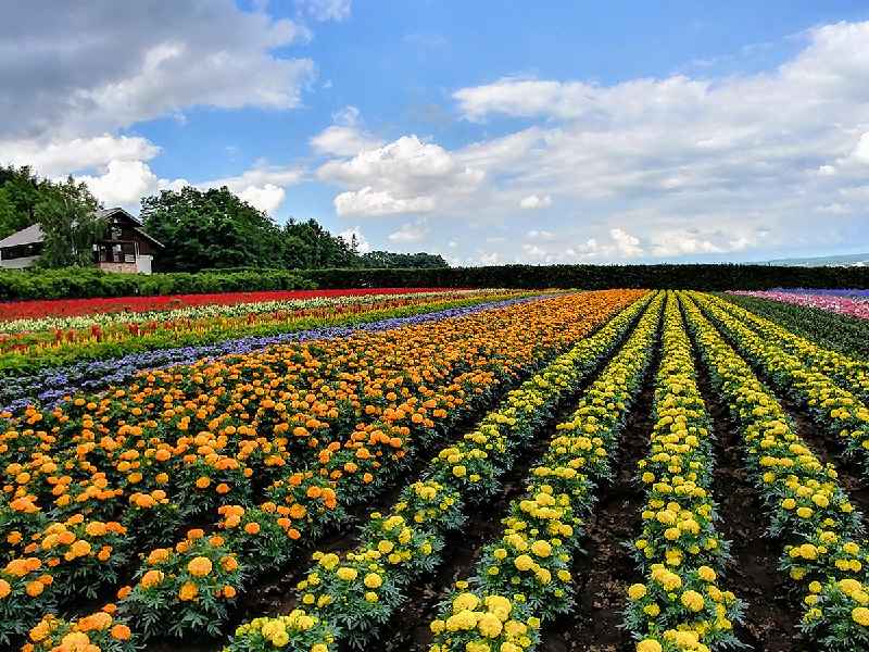 Which French city is famous for its flower farms