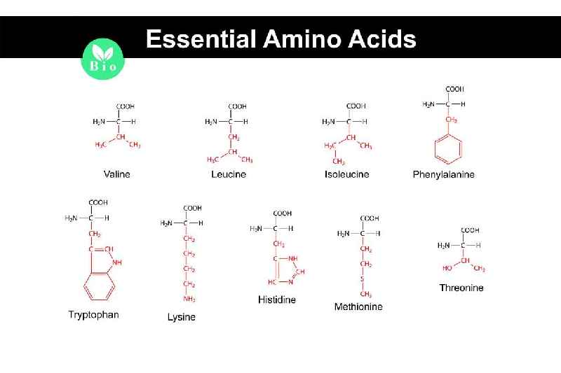 Which is an essential amino acid in the human diet quizlet