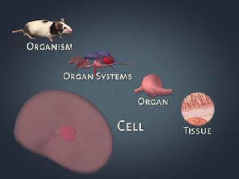 Which is smallest organ in human body