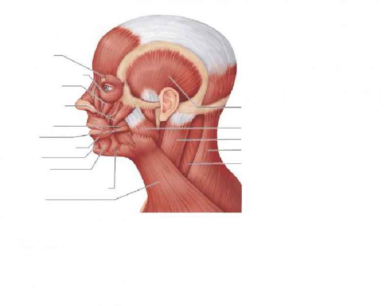 Which muscles hold the head up