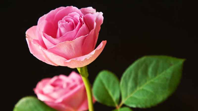 Which rose water is best for face