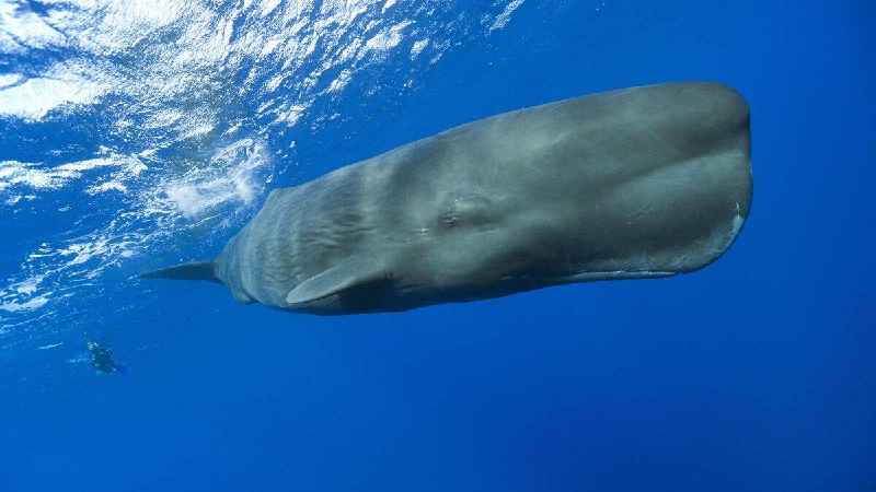 Why is it called a sperm whale