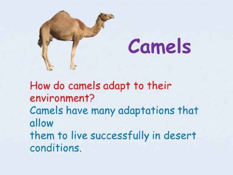 Why is the camel called the ship of the desert