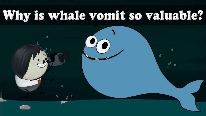 Why is whale vomit so rare