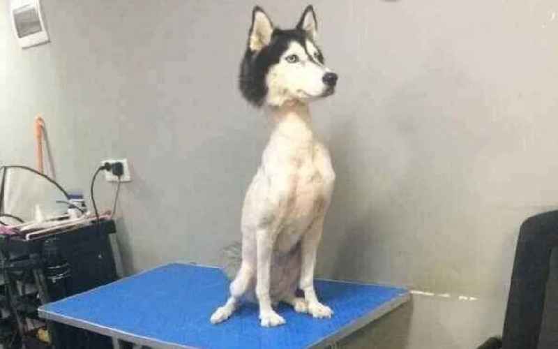 Will a haircut help with shedding