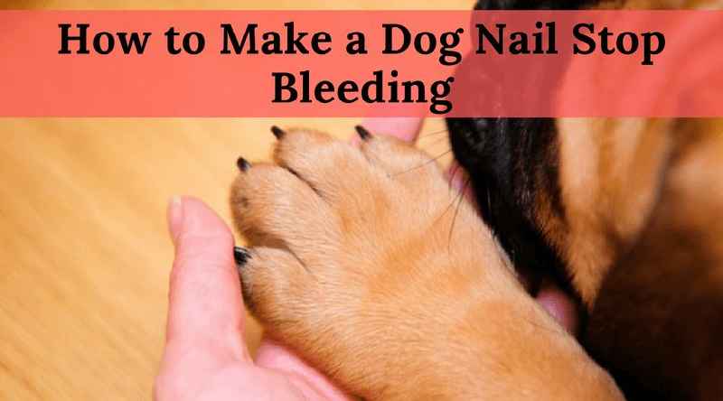 Will a rabbit's nail stop bleeding on its own